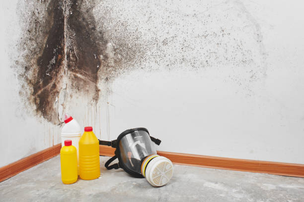 Best Residential Mold Removal  in Kalida, OH
