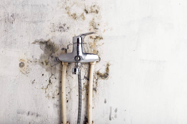 Best Mold Cleaning Services  in Kalida, OH