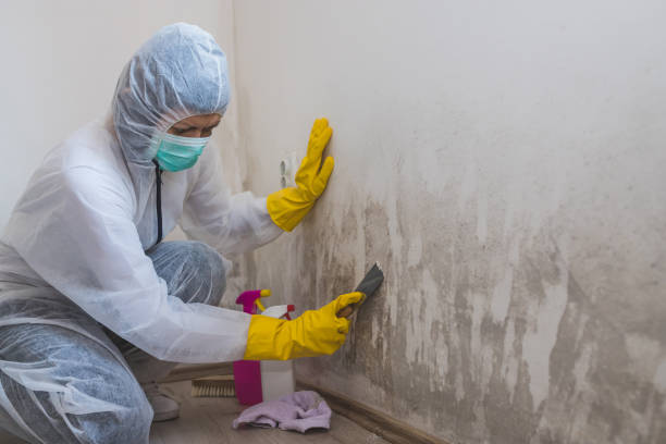 Office Mold Removal Services in Kalida, OH