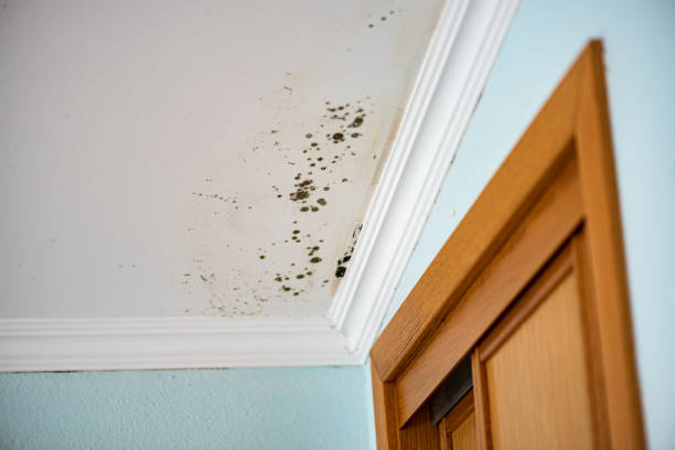Home Mold Removal in Kalida, OH