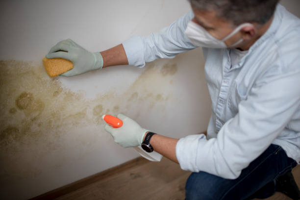Best Fast Mold Removal  in Kalida, OH