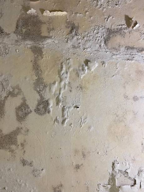 Best Office Mold Removal Services  in Kalida, OH