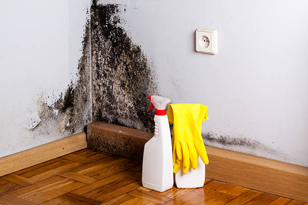 Best Mold Damage Repair  in Kalida, OH